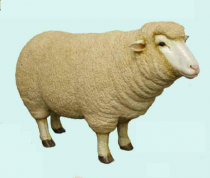 Sheep Head Up # 7172